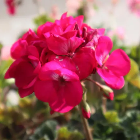 Landhaus-appartements Warraich Apartmán *