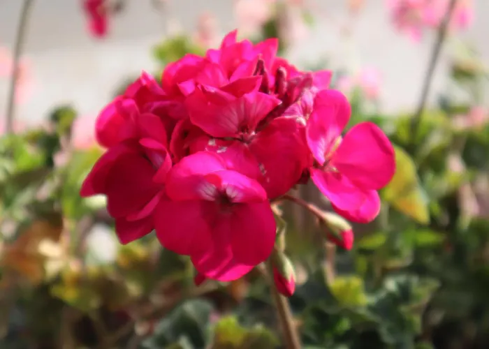 Landhaus-appartements Warraich 公寓 *